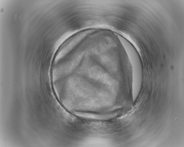 X0000086930959200705071350