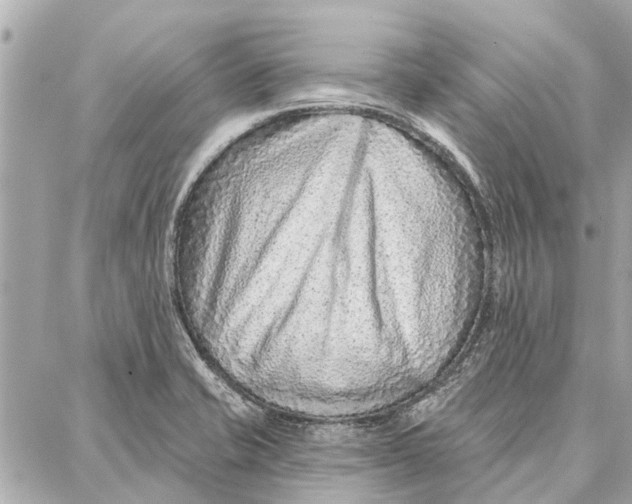 X0000086931421200705071342