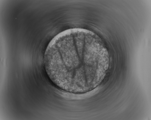 X0000086930048200705141751