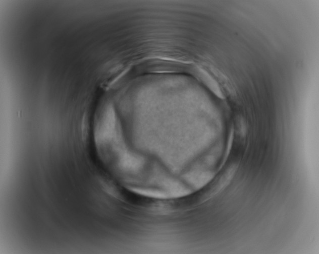 X0000086930080200705141751