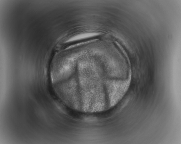 X0000086930258200705141748