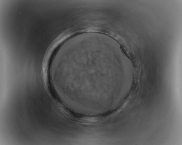 X0000086930295200705141748