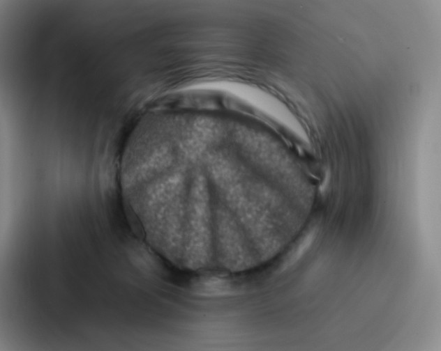 X0000086930325200705141747