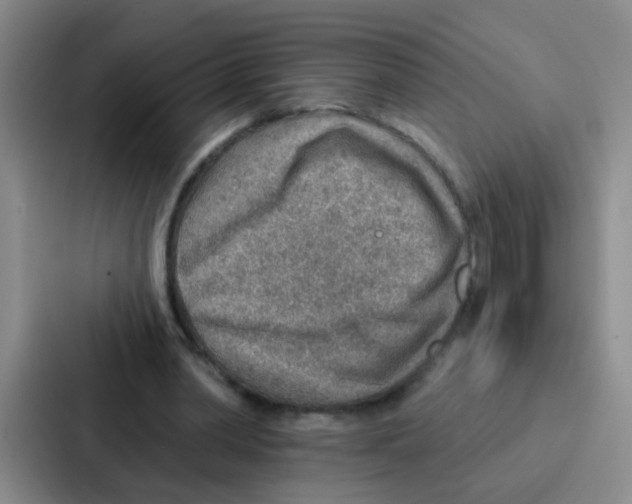 X0000086930390200705141746