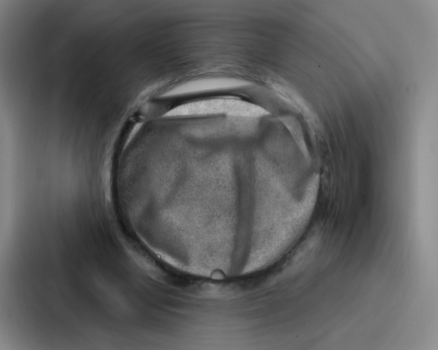 X0000086930442200705141745