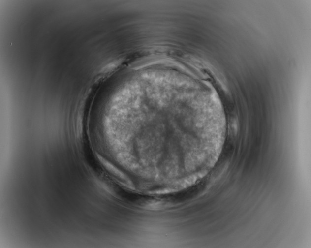 X0000086930504200705141745