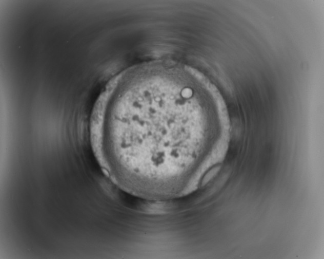 X0000086930527200705141745