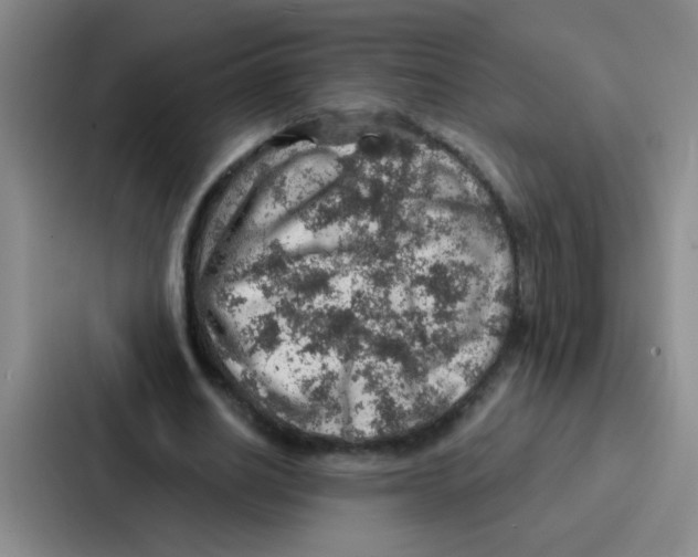 X0000086930630200705141743