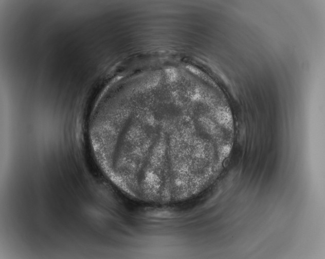 X0000086930643200705141743