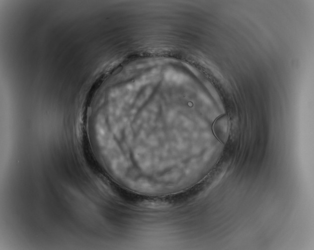 X0000086930644200705141743