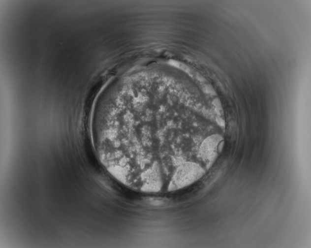 X0000086930654200705141743