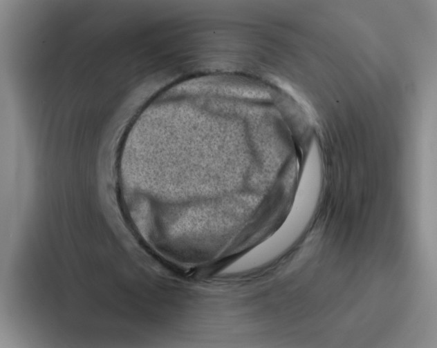 X0000086930673200705141743