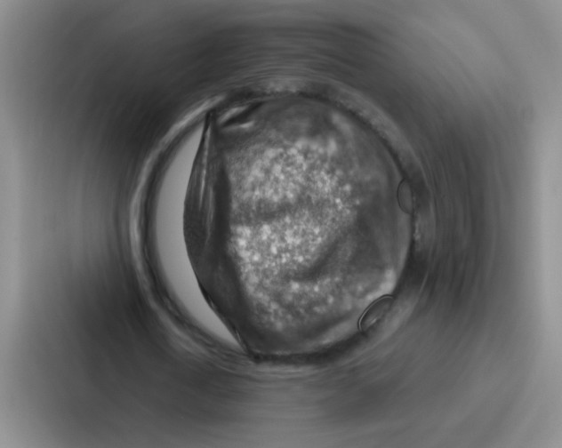 X0000086930722200705141741