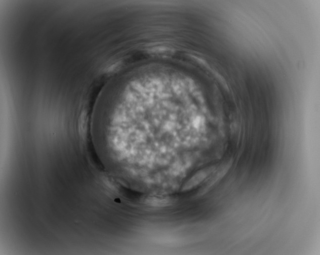 X0000086930767200705141742