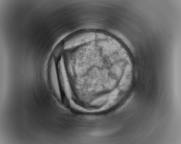 X0000086930829200705141740