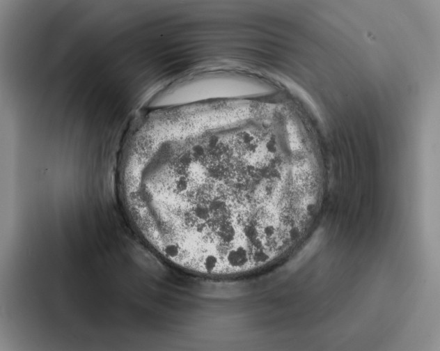 X0000086930921200705141739