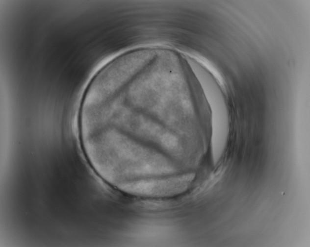 X0000086930959200705141740