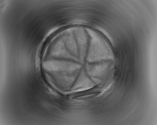 X0000086931115200705141737