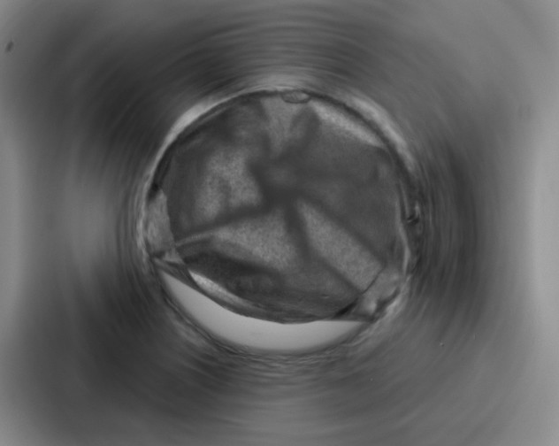 X0000086931226200705141736