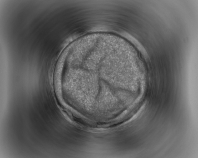 X0000086931337200705141735