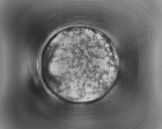 X0000086931515200705141732