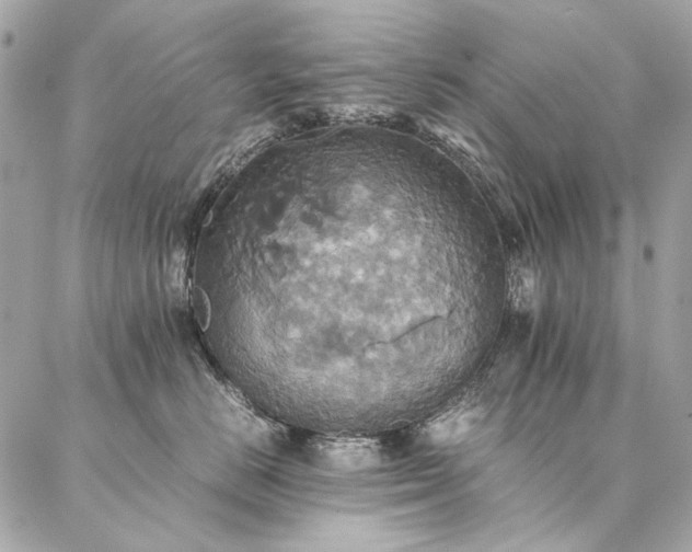 X0000086940670200704161430