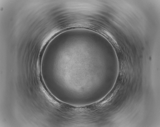 X0000086940796200704161427