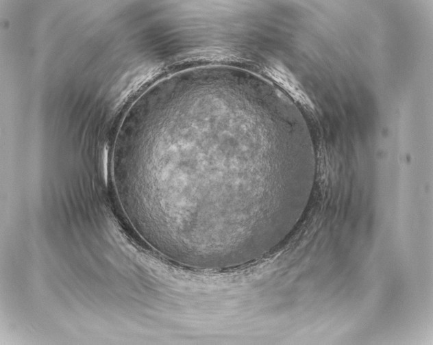 X0000086940014200704231409