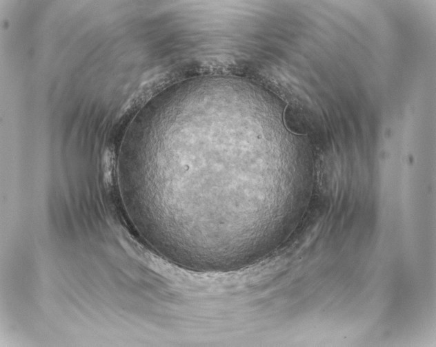 X0000086940038200704231408