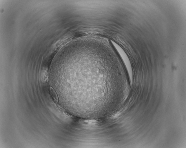X0000086940478200704231402