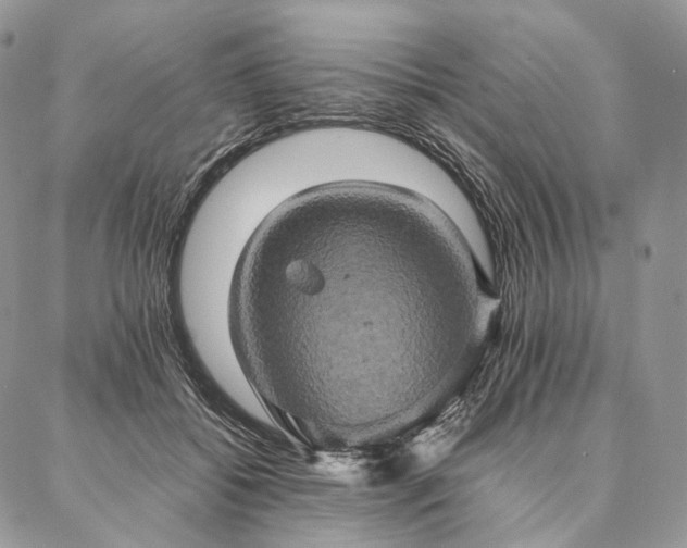 X0000086940556200704231400