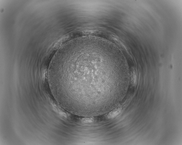 X0000086940574200704231400