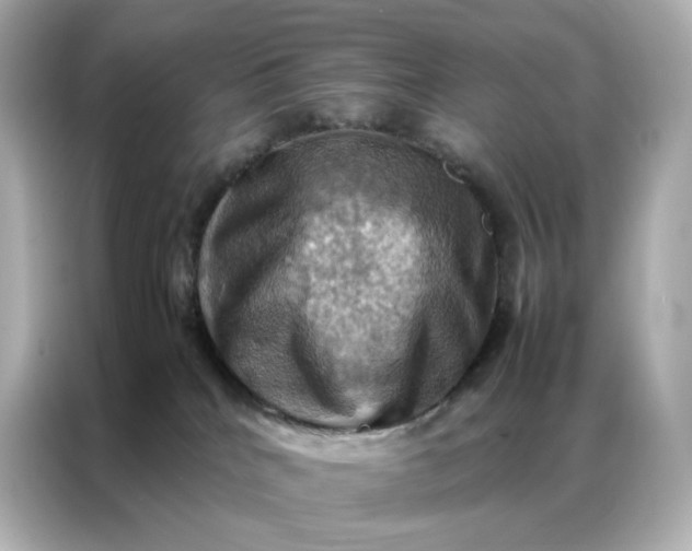 X0000086940040200704301146