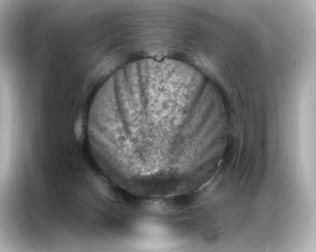 X0000086940074200704301145