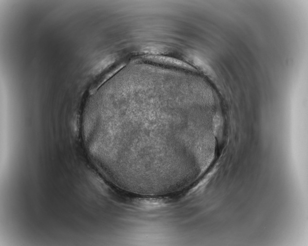 X0000086940305200704301142