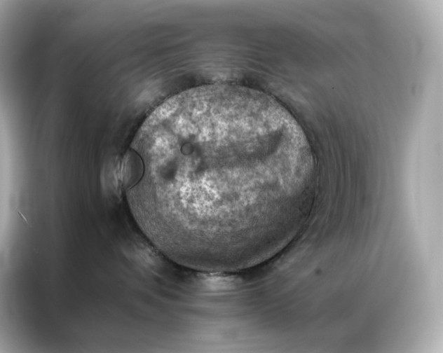 X0000086940336200704301142