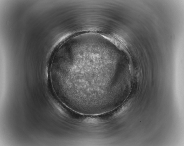 X0000086940350200704301141