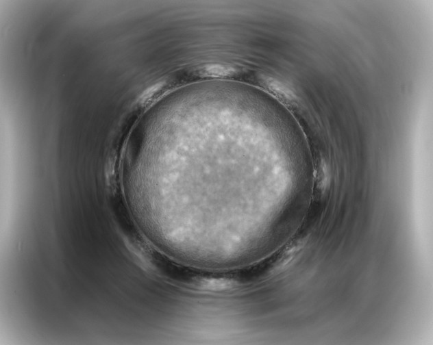 X0000086940360200704301142