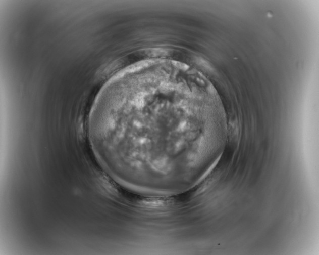 X0000086940381200704301142