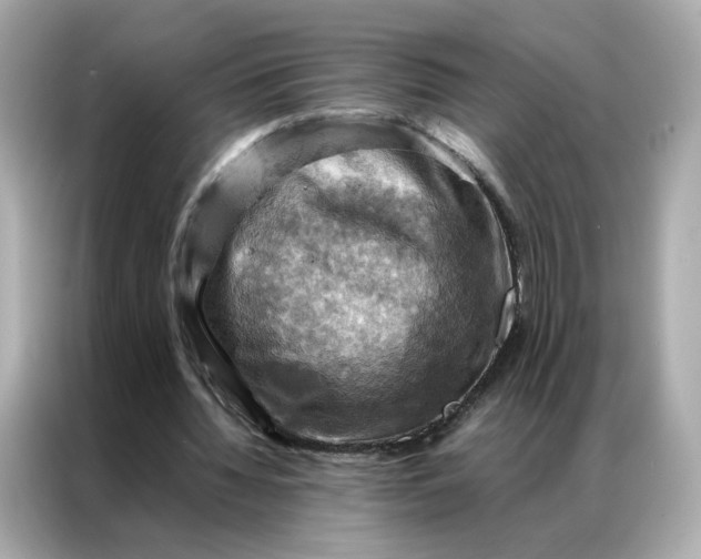 X0000086940436200704301140