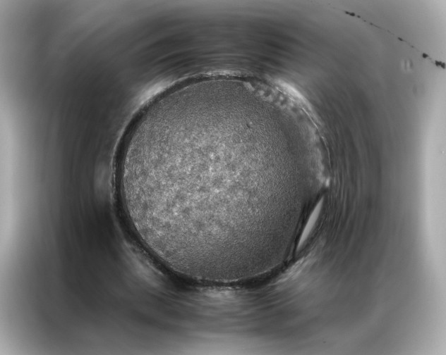 X0000086940439200704301140