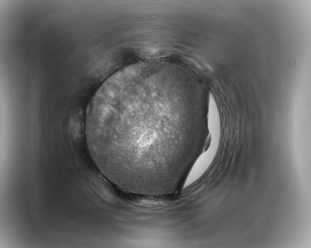 X0000086940515200704301140