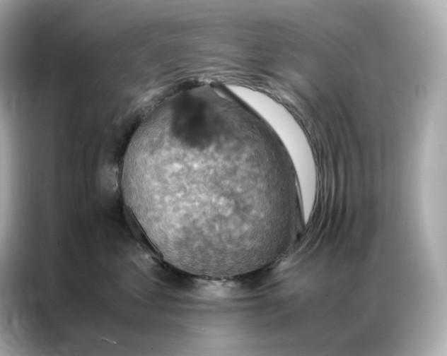 X0000086940621200704301138
