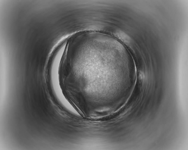 X0000086940676200704301138