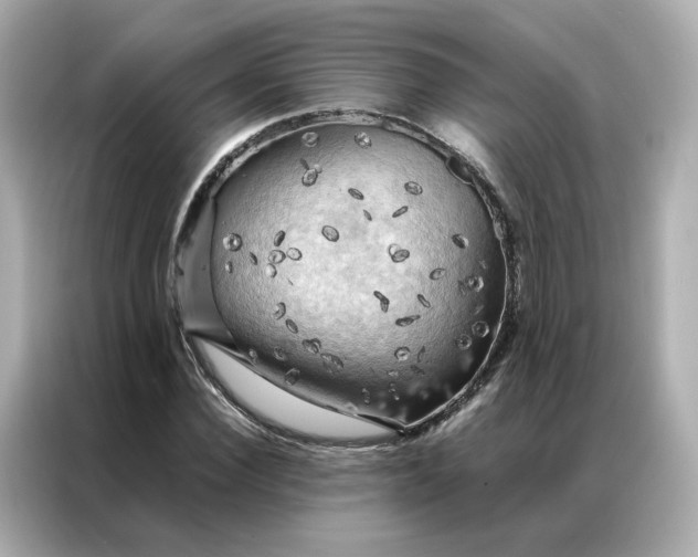 X0000086940924200704301134