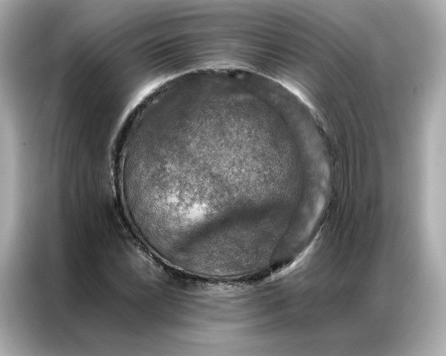 X0000086941022200704301133