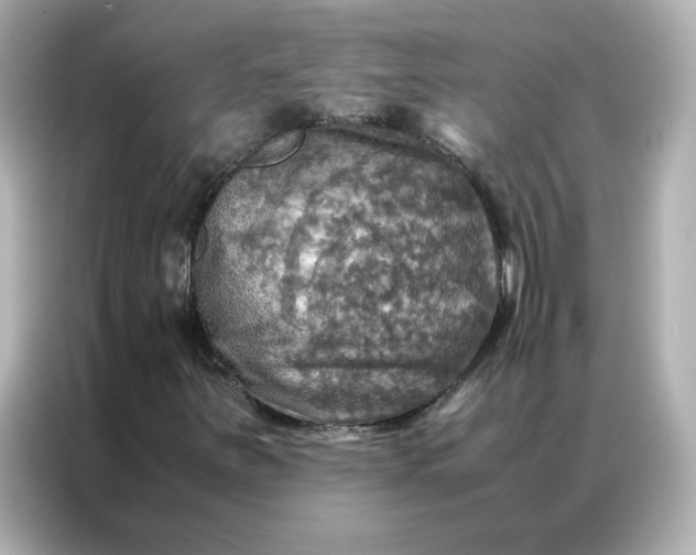 X0000086941251200704301130