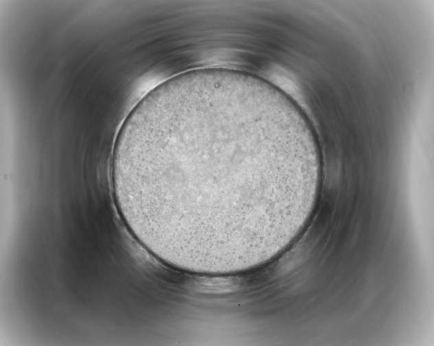X0000086941338200704301129
