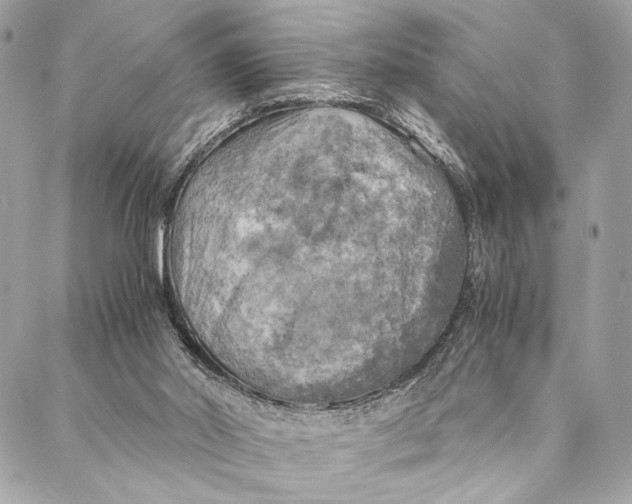 X0000086940014200705071429