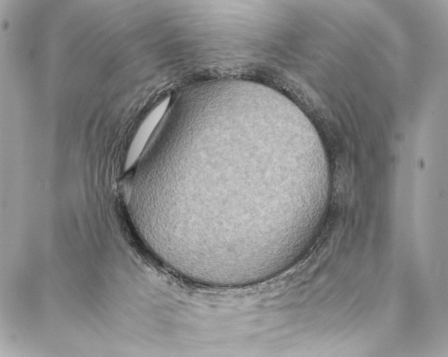 X0000086940025200705071429